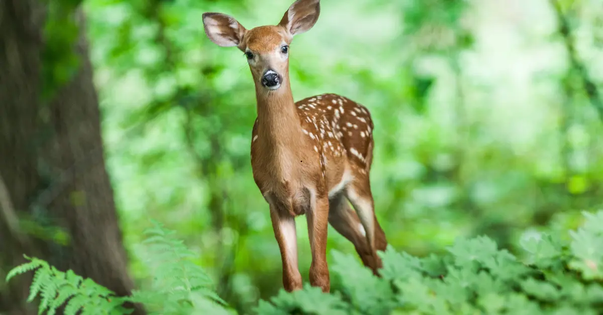 Deer Rings Doorbell